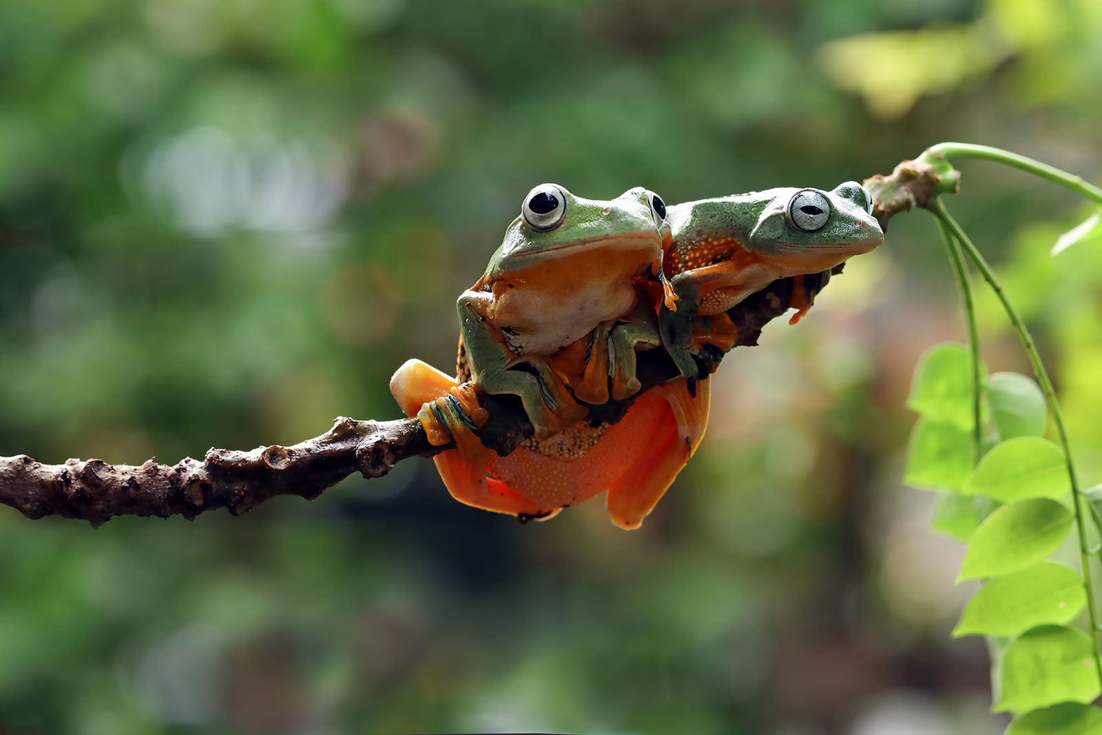 Frogs on a branch in rainforest