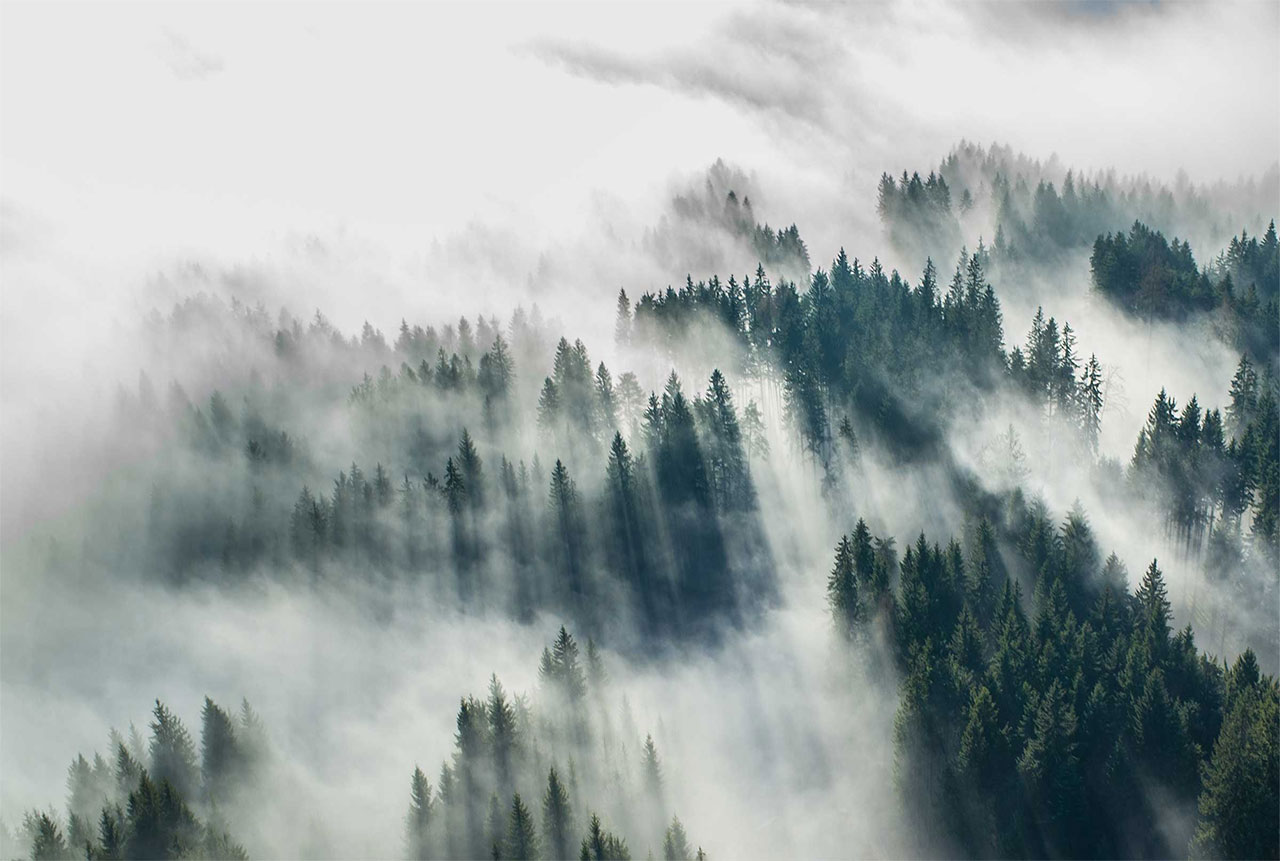 Pine forest with fog