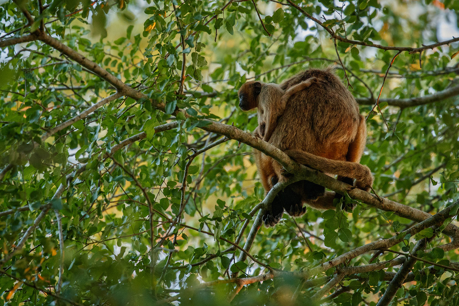 Howler monkeys in tree in Brazilian jungle