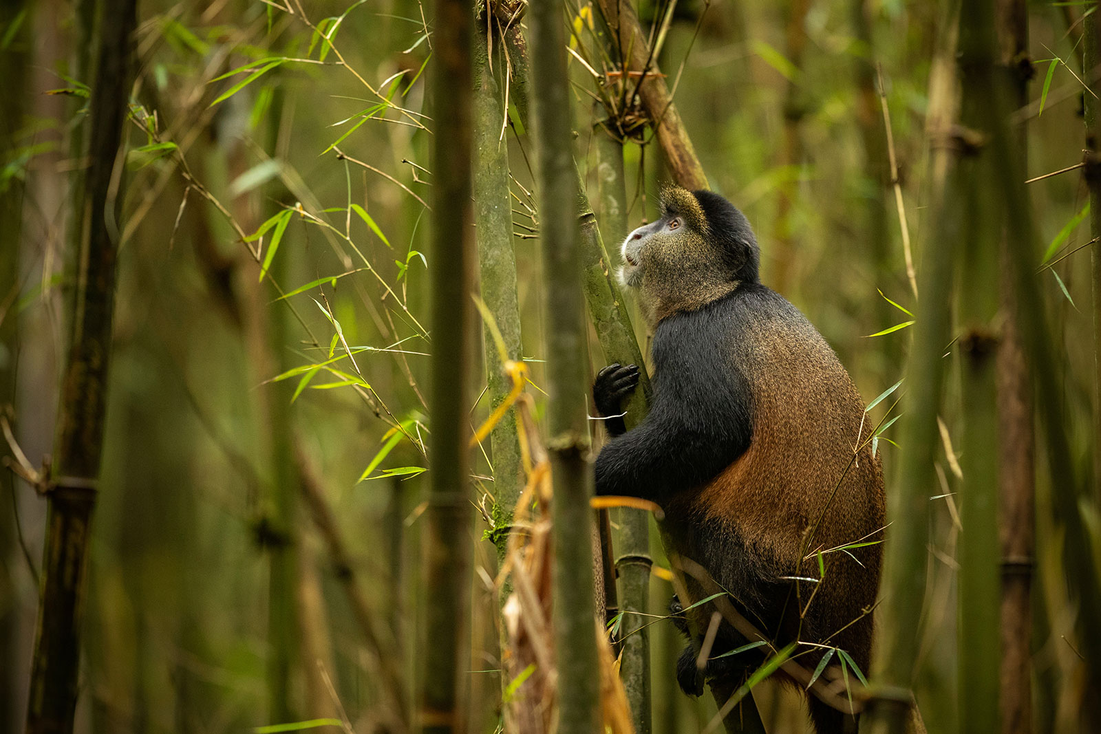 Golden monkey in bamboo forest
